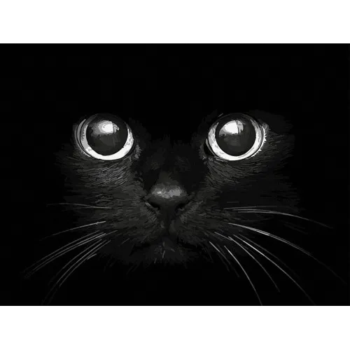 Черна котка - Рисуване по номера - 50/40СМ.